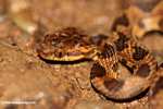 Serpiente marrón con marcas marrones oscuras