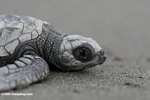 Hatchling sea turtle