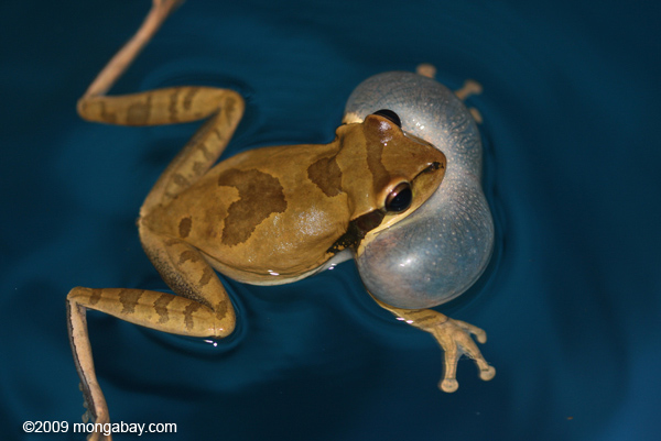 Masked frog (Smilisca phaeota) croaking in a pool