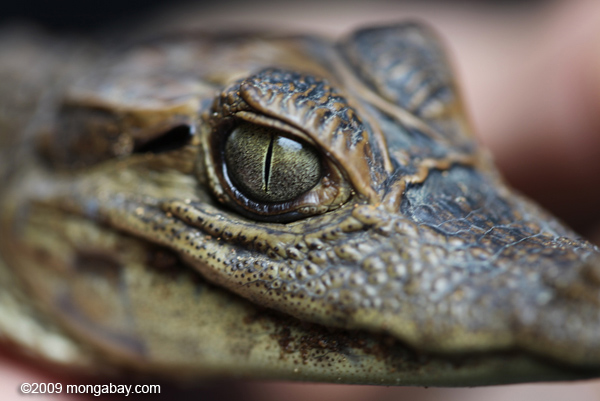 Close-up of a baby caiman in Costa Rica.  Photos by Rhett A. Butler..