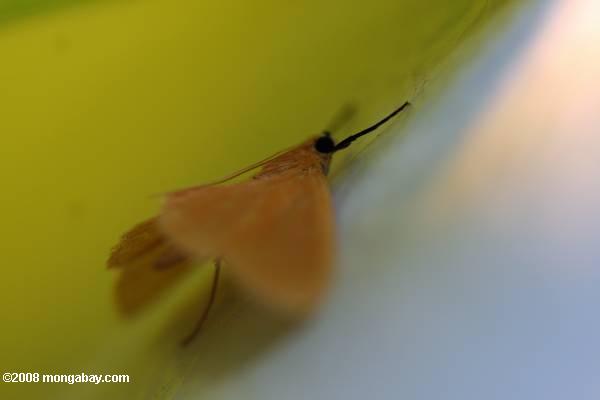Papillon jaune avec un œil noir