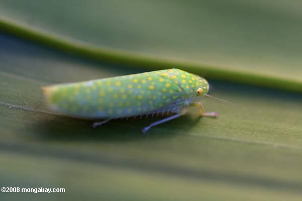 水玉模様の緑色の虫