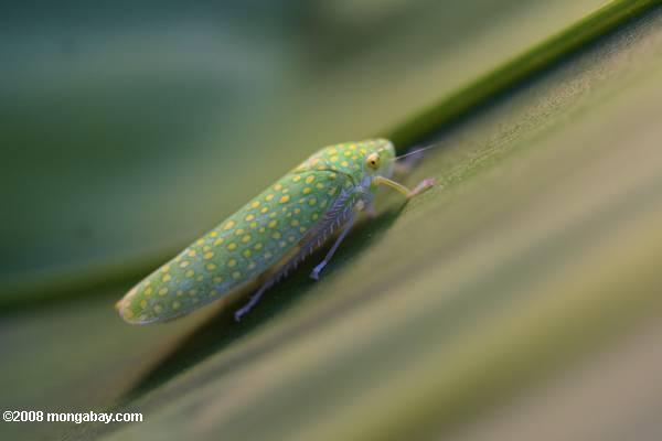 水玉模様の緑色の虫