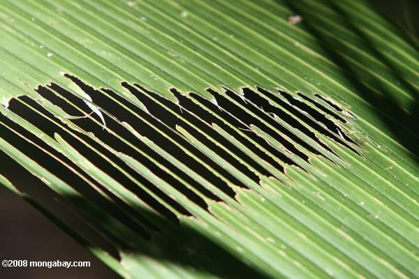el daño del insecto en una fronda de palma