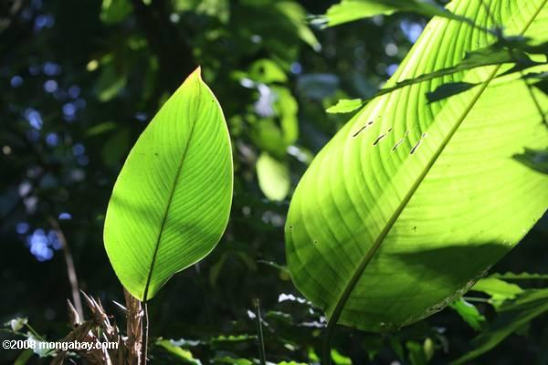 heliconia оставляет в тропических лесах Коста-Рики