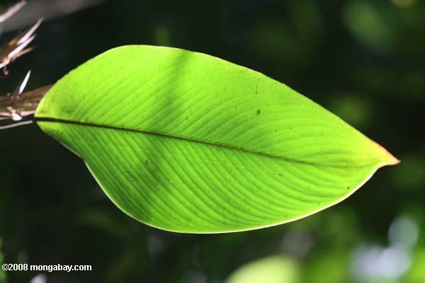 Heliconia hojas en la selva de Costa Rica