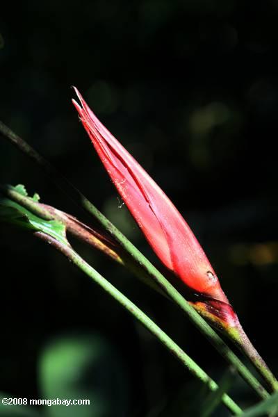 Heliconia rojo