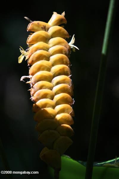 Heliconia amarillo