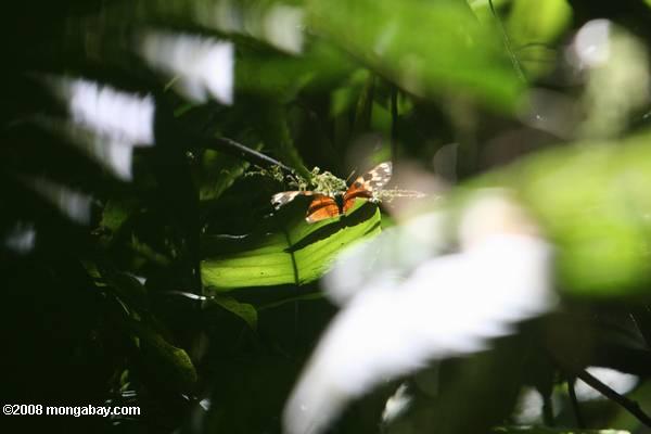 оранжевый, черный, белый, и желтые бабочки в джунглях Коста-Рики