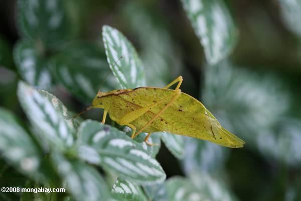 amarillo en forma de hoja katydid