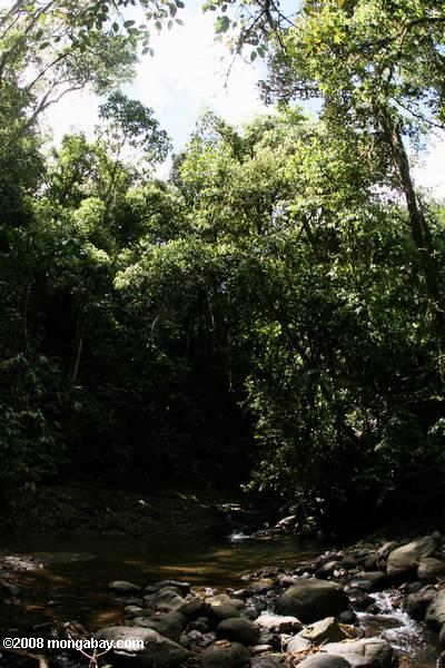 тропических лесах Коста-Рики поток в Лас-Крусес