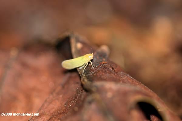 желто-зеленый насекомых на лесные этаж