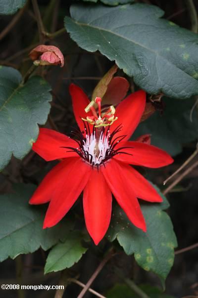 Red Passion Flower