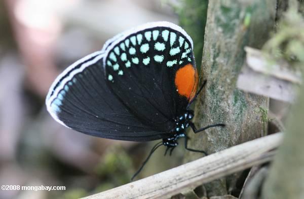 mariposa negro con una franja blanca, un parche de color naranja, turquesa y manchas