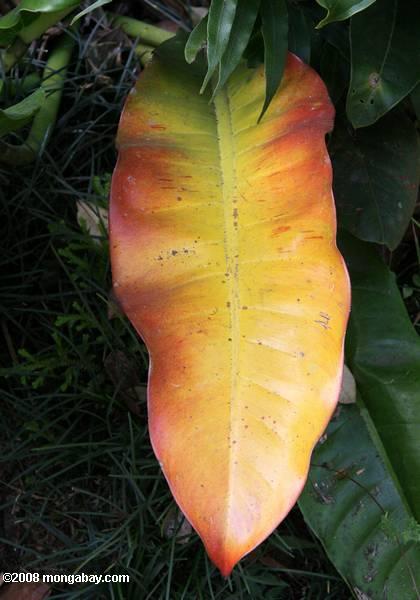 красочный лист