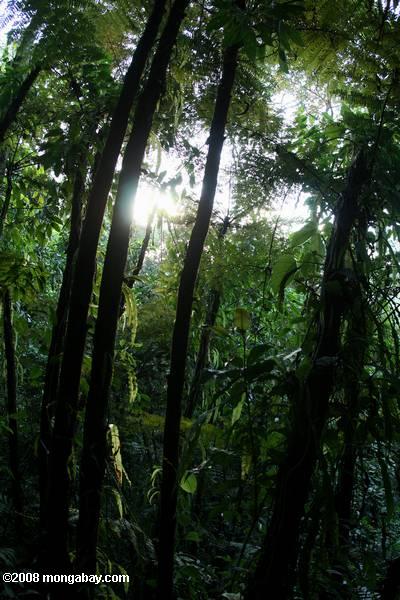 コスタリカの熱帯雨林でシダ木立