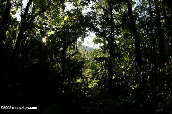 interior de un bosque tropical de Costa Rica alrededor del sol