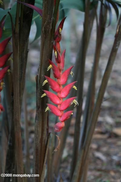 red Heliconia