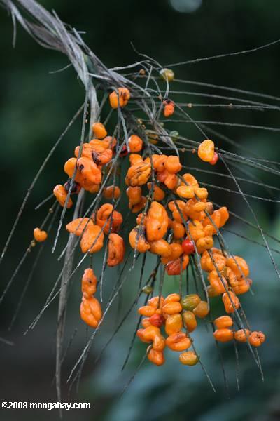 оранжевый плод пальмы