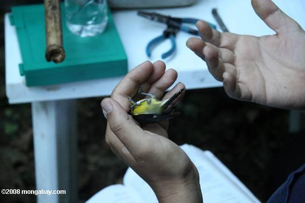 Sucrier à ventre jaune, Coereba flaveola, qui est mesuré par des chercheurs