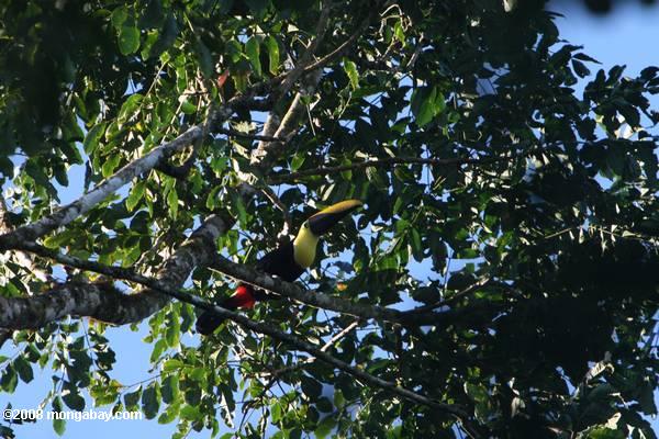 Kastanien-mandibled Toucan (Ramphastos swainsonii Swainsonfrankolin)