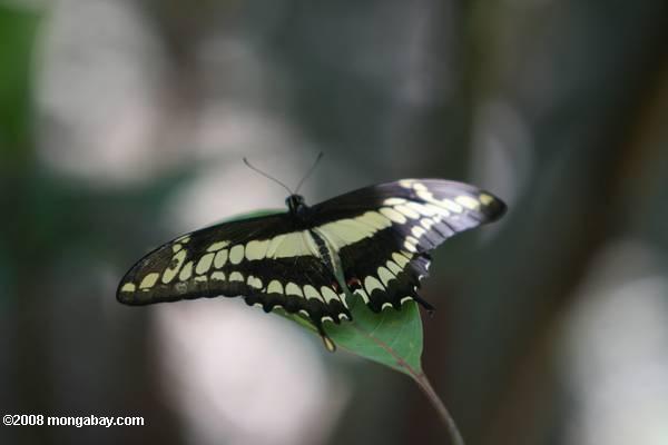 желтого и черного swallowtail бабочки