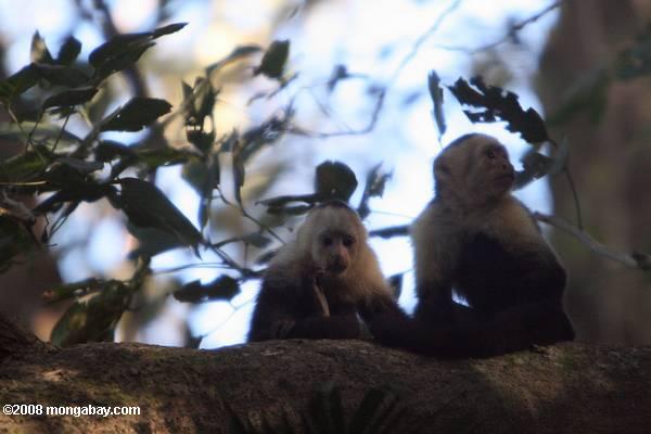 blanco-se enfrentan capuchino (Cebus capucinus) mostrando su caninos