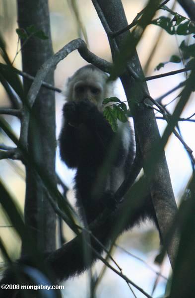 blanco-se enfrentan capuchino (Cebus capucinus)
