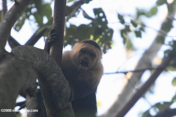 blanco-se enfrentan capuchino Baring sus colmillos