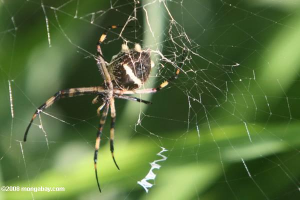 Nephila Orb Spider