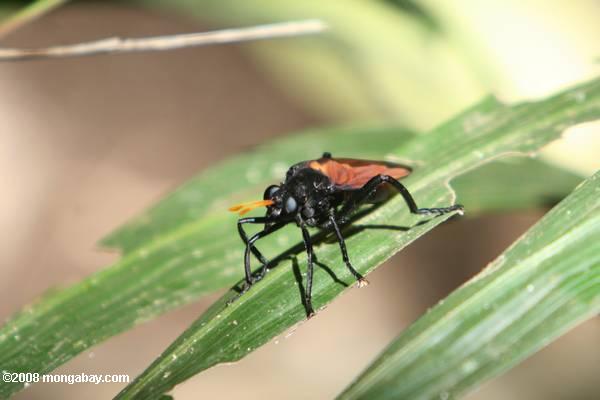schwarze Wespe-wie Insekt mit indigo blaue Augen, orange Flügel, und Orange-Antenne
