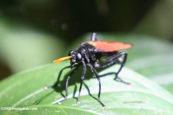 黒ハチの藍青い目、オレンジの羽と昆虫のように、オレンジ色のアンテナ