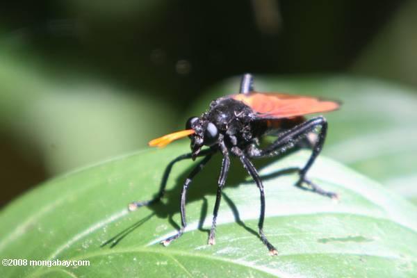 черно-оса как с насекомыми индиго голубыми глазами, оранжевые крылья, и оранжевые антенна