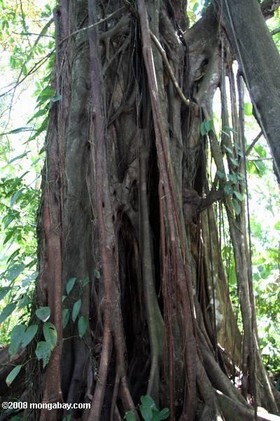 estrangulador fig raíces