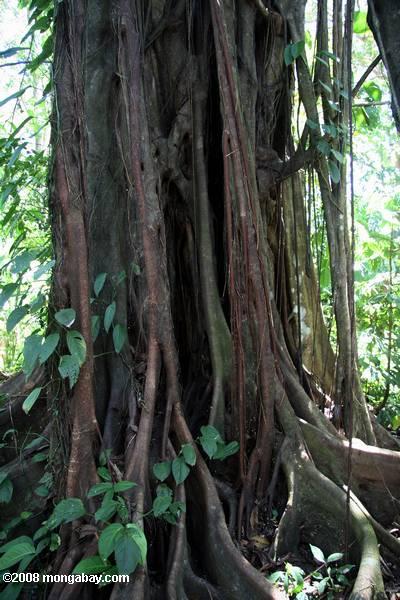 Etrangleur fig racines