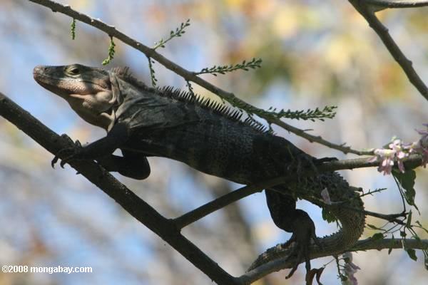 de cola espinosa iguana (Ctenosaura similis) en un árbol