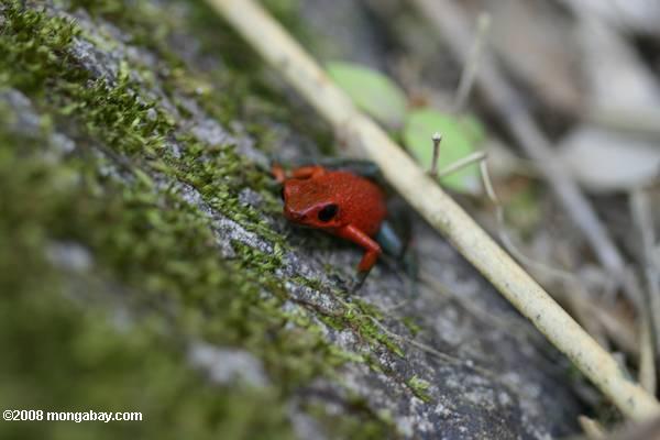 赤と緑の矢印毒カエル（ヤドクガエル属granuliferus ）
