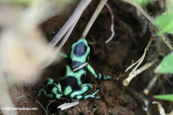 зеленого и черного яда ринуться лягушка (dendrobates auratus)