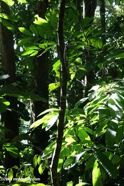 тихоокеанского побережья тропических лесах Коста-Рики