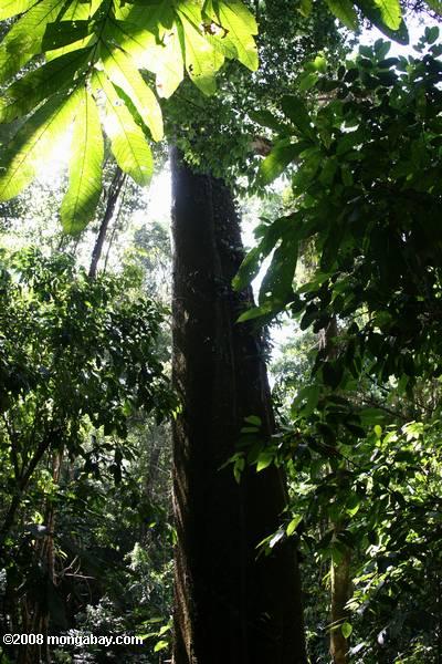 Ceiba arbre