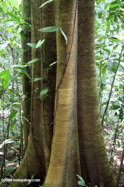 images of plants in rainforest. flora | plants | rainforests