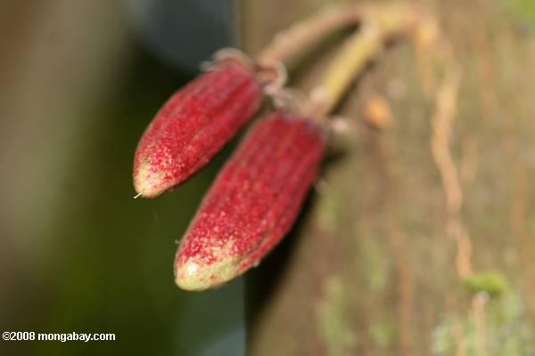 Les jeunes gousses de cacao