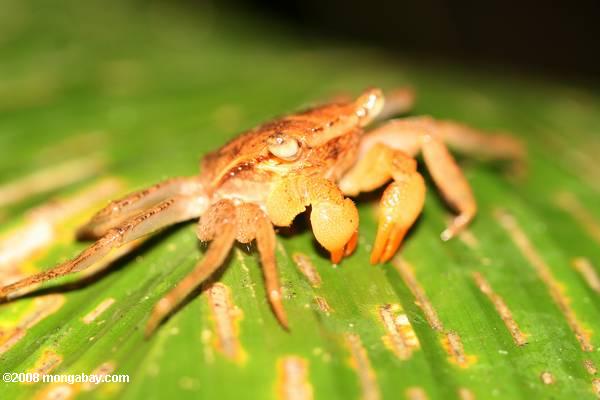 Rainforest couvert crabe