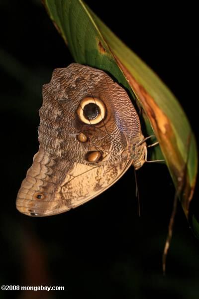 ブルーモルフォ蝶の睡眠