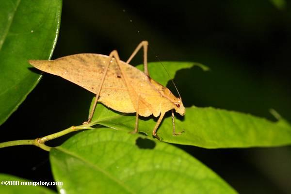 de ojos rojos katydid