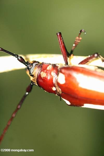 bräunlich-roten Käfer