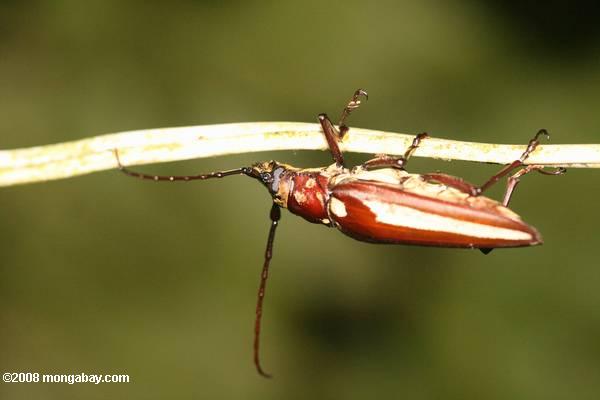 茶褐色の甲虫