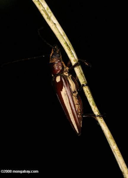 茶褐色の甲虫