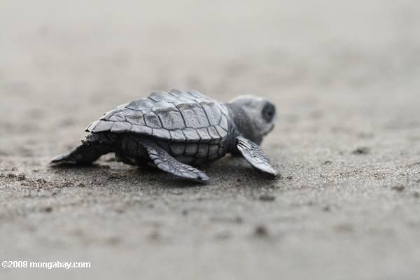 bebé de tortugas marinas del océano determinado
