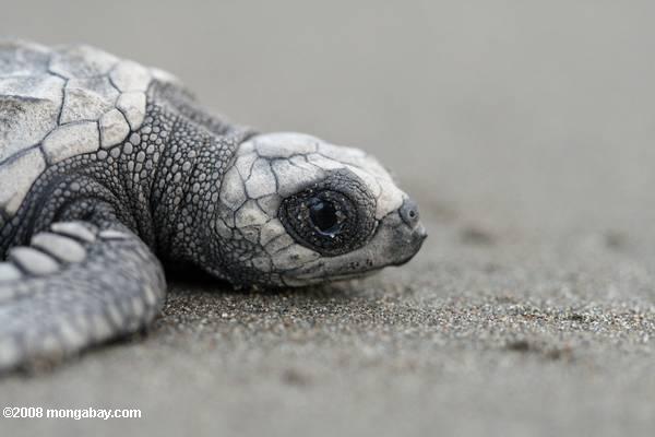 Hatchling Meeresschildkröte der Spitze in Richtung der Ozean